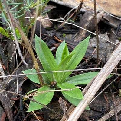 Pterostylis plumosa (Bearded Greenhood) at Cowra, NSW - 17 Jul 2024 by Tapirlord