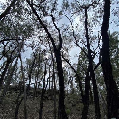 Eucalyptus sideroxylon subsp. sideroxylon (Mugga Ironbark or Red Ironbark) at Cowra, NSW - 17 Jul 2024 by Tapirlord