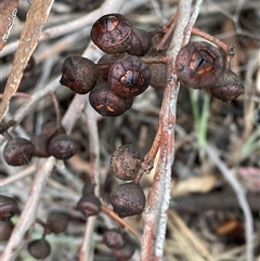 Eucalyptus macrorhyncha subsp. macrorhyncha (Red Stringybark) at Bumbaldry, NSW - 17 Jul 2024 by Tapirlord