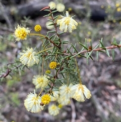 Acacia ulicifolia (Prickly Moses) at Bumbaldry, NSW - 17 Jul 2024 by Tapirlord