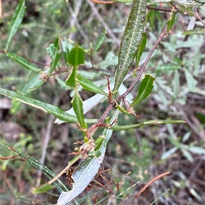 Dodonaea viscosa subsp. angustifolia (Giant Hop-bush) at Bumbaldry, NSW - 17 Jul 2024 by Tapirlord