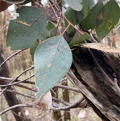 Eucalyptus dealbata (Tumbledown Red Gum) at Bumbaldry, NSW - 17 Jul 2024 by Tapirlord