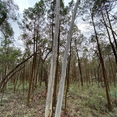 Eucalyptus rossii (Inland Scribbly Gum) at Bumbaldry, NSW - 17 Jul 2024 by Tapirlord