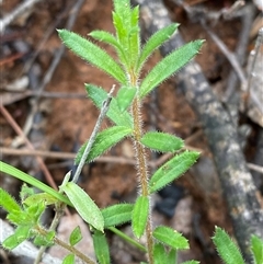 Gonocarpus elatus (Hill Raspwort) at Bumbaldry, NSW - 17 Jul 2024 by Tapirlord