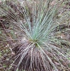 Xanthorrhoea glauca subsp. angustifolia (Grey Grass-tree) at Bumbaldry, NSW - 17 Jul 2024 by Tapirlord