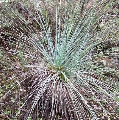 Xanthorrhoea glauca subsp. angustifolia (Grey Grass-tree) at Bumbaldry, NSW - 17 Jul 2024 by Tapirlord