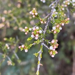 Micromyrtus ciliata (Fringed Heath-myrtle) at Bumbaldry, NSW - 17 Jul 2024 by Tapirlord