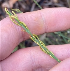 Choretrum candollei (White Sour Bush) at Bumbaldry, NSW - 17 Jul 2024 by Tapirlord