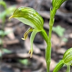 Pterostylis stenosepala (Narrow-Sepalled Greenhood) at Bumbaldry, NSW - 17 Jul 2024 by Tapirlord