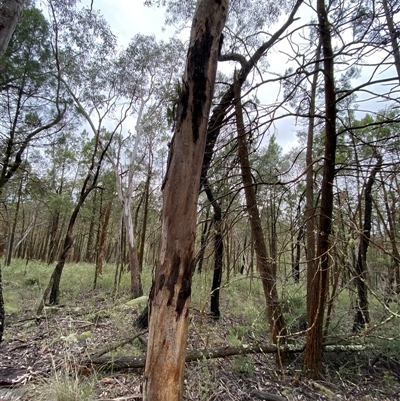 Eucalyptus blakelyi at Bumbaldry, NSW - 17 Jul 2024 by Tapirlord