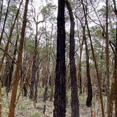 Eucalyptus sideroxylon subsp. sideroxylon (Mugga Ironbark or Red Ironbark) at Bumbaldry, NSW - 17 Jul 2024 by Tapirlord