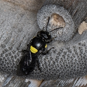 Hylaeus (Hylaeorhiza) nubilosus at Melba, ACT - 22 Oct 2024 04:51 PM