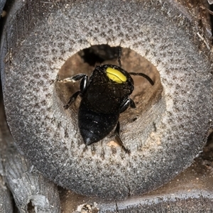 Hylaeus (Hylaeorhiza) nubilosus at Melba, ACT - 22 Oct 2024 04:51 PM