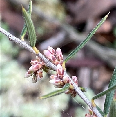 Lissanthe strigosa subsp. subulata (Peach Heath) at Bumbaldry, NSW - 17 Jul 2024 by Tapirlord