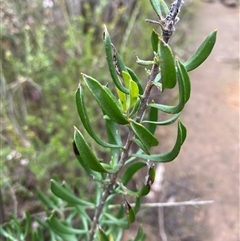 Persoonia rigida (Hairy Geebung) at Bumbaldry, NSW - 17 Jul 2024 by Tapirlord