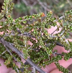 Sannantha cunninghamii at Bumbaldry, NSW - 17 Jul 2024 by Tapirlord