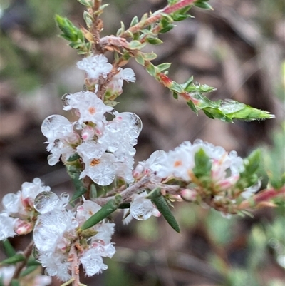 Styphelia attenuata (Small-leaved Beard Heath) at Bumbaldry, NSW - 17 Jul 2024 by Tapirlord