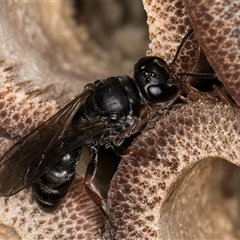 Pompilidae (family) (Unidentified Spider wasp) at Melba, ACT - 22 Oct 2024 by kasiaaus