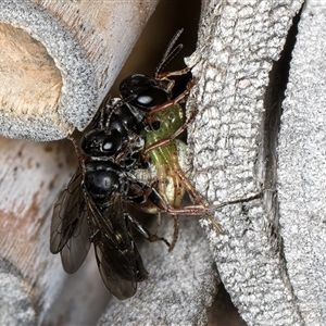 Pompilidae (family) at Melba, ACT - 22 Oct 2024 04:37 PM