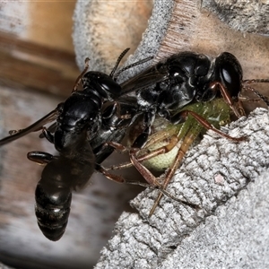 Pompilidae (family) at Melba, ACT - 22 Oct 2024 04:37 PM