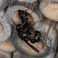 Pompilidae (family) (Unidentified Spider wasp) at Melba, ACT - 22 Oct 2024 by kasiaaus