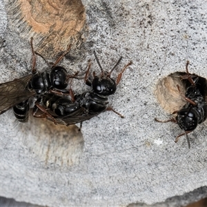 Pompilidae (family) at Melba, ACT - 22 Oct 2024