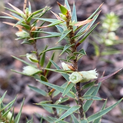 Melichrus urceolatus (Urn Heath) at Bumbaldry, NSW - 17 Jul 2024 by Tapirlord