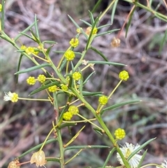 Acacia genistifolia (Early Wattle) at Bumbaldry, NSW - 17 Jul 2024 by Tapirlord