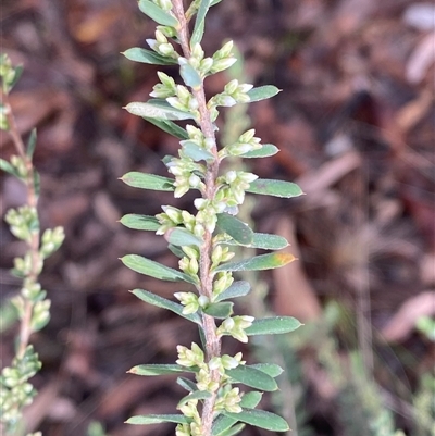 Styphelia ericoides (Pink Beard-Heath) at Bumbaldry, NSW - 17 Jul 2024 by Tapirlord