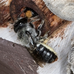 Megachile (Hackeriapis) canifrons at Melba, ACT - 22 Oct 2024 by kasiaaus