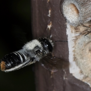 Megachile (Hackeriapis) canifrons at Melba, ACT - 22 Oct 2024 05:15 PM