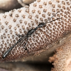 Gasteruption sp. (genus) at Melba, ACT - 22 Oct 2024