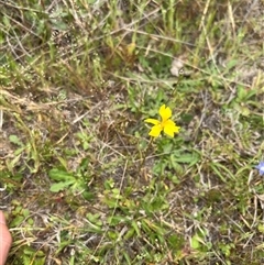 Goodenia pinnatifida (Scrambled Eggs) at Throsby, ACT - 23 Oct 2024 by RangerRiley