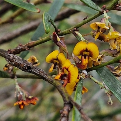 Daviesia mimosoides (Bitter Pea) at Bruce, ACT - 23 Oct 2024 by trevorpreston