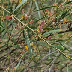 Daviesia mimosoides at Bruce, ACT - 23 Oct 2024 12:37 PM