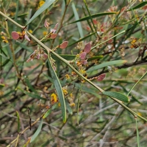 Daviesia mimosoides at Bruce, ACT - 23 Oct 2024 12:37 PM