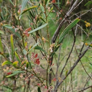 Daviesia mimosoides at Bruce, ACT - 23 Oct 2024 12:37 PM