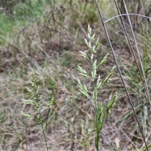 Lolium arundinaceum at Bruce, ACT - 23 Oct 2024