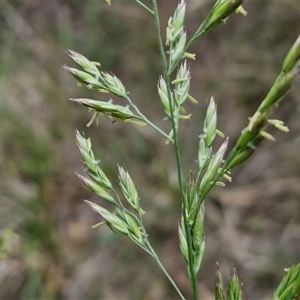 Lolium arundinaceum at Bruce, ACT - 23 Oct 2024