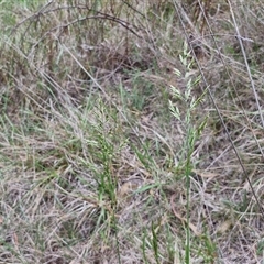 Lolium arundinaceum at Bruce, ACT - 23 Oct 2024