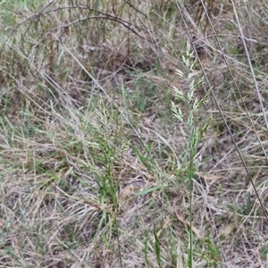 Lolium arundinaceum at Bruce, ACT - 23 Oct 2024