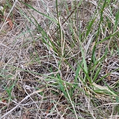 Lolium arundinaceum at Bruce, ACT - 23 Oct 2024