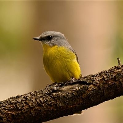 Eopsaltria australis (Eastern Yellow Robin) at Acton, ACT - 22 Oct 2024 by Thurstan