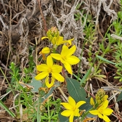 Bulbine bulbosa (Golden Lily, Bulbine Lily) at Symonston, ACT - 23 Oct 2024 by Mike