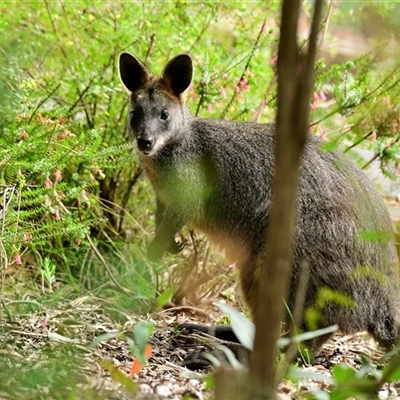 Wallabia bicolor (Swamp Wallaby) at Acton, ACT - 22 Oct 2024 by Thurstan