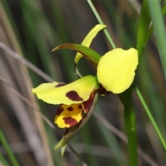 Diuris sulphurea (Tiger Orchid) at Forde, ACT - 23 Oct 2024 by TimL