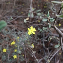 Hibbertia sp. (Guinea Flower) at Lyons, ACT - 23 Oct 2024 by ran452