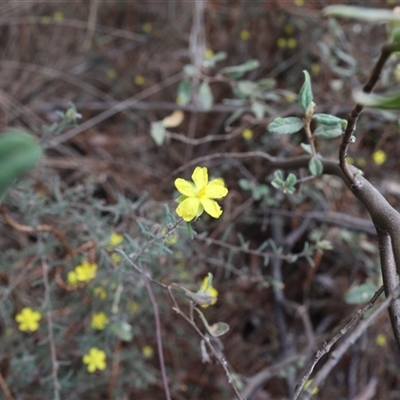 Hibbertia sp. (Guinea Flower) at Lyons, ACT - 23 Oct 2024 by ran452