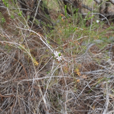 Calytrix tetragona (Common Fringe-myrtle) at Lyons, ACT - 23 Oct 2024 by ran452