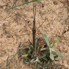 Ranatra sp. (genus) (Water Scorpion or Water Stick Insect) at Wallaroo, NSW - 23 Oct 2024 by Jek